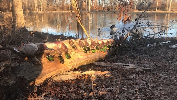 chl-hunting-gallery-11